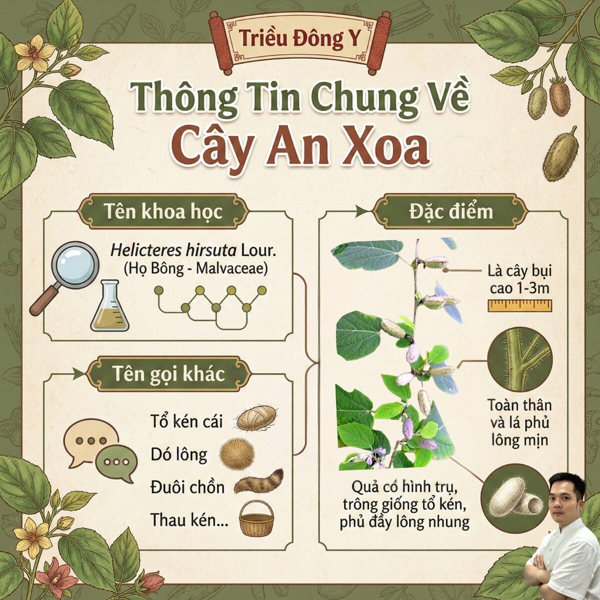 Thông tin về cây An xoa
