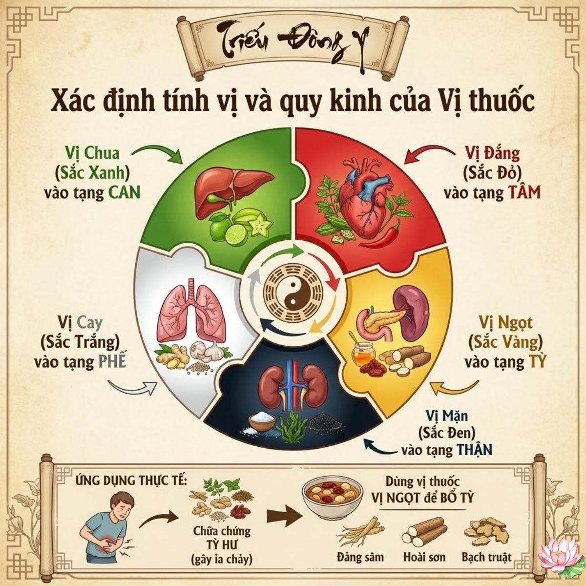 Học Thuyết Ngũ Hành 11 Cách xác định tính vị và quy kinh của vị thuốc chính xác