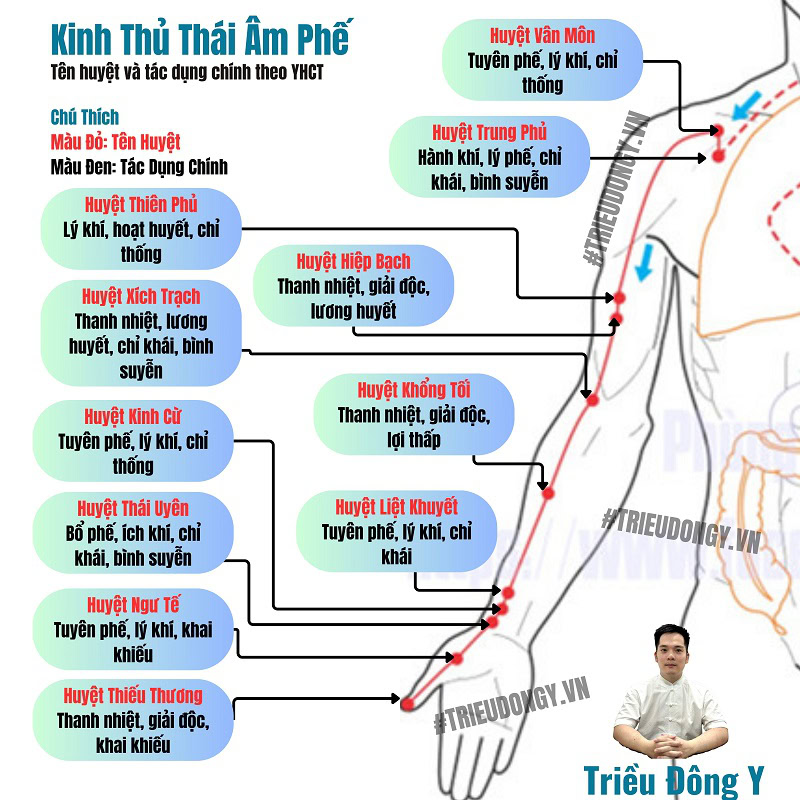 Kinh Thủ Thái Âm Phế: Danh Sách Các Huyệt Đạo Quan Trọng và Công Năng Của Chúng Theo YHCT