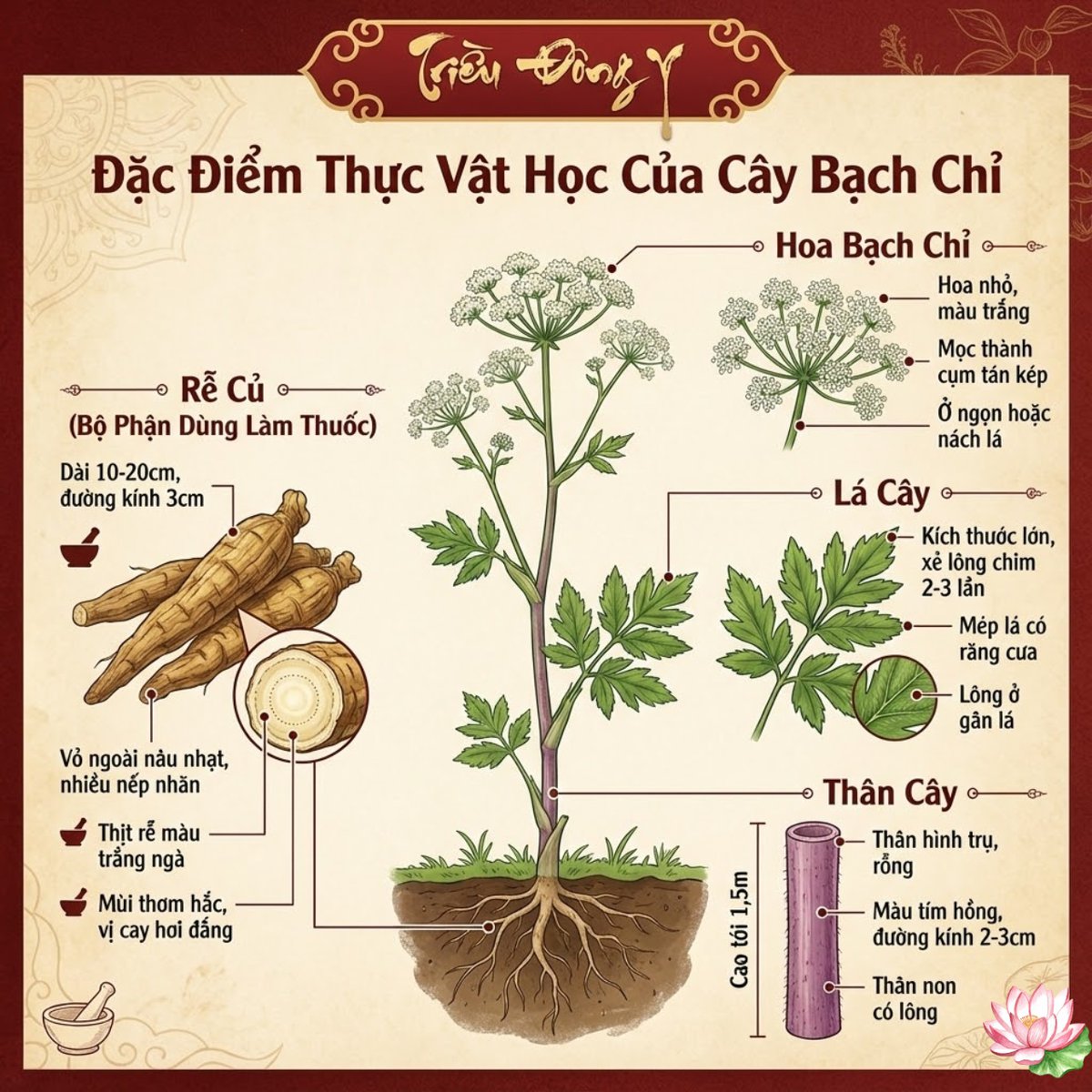 Khám phá tính chất thực vật của Bạch Chỉ