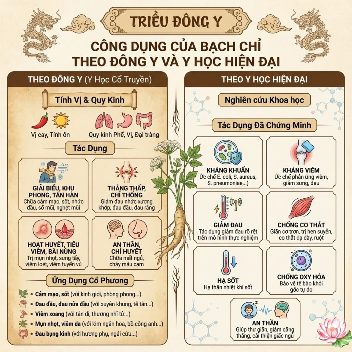 Công dụng của bạch chỉ theo đông y và y học hiện đại