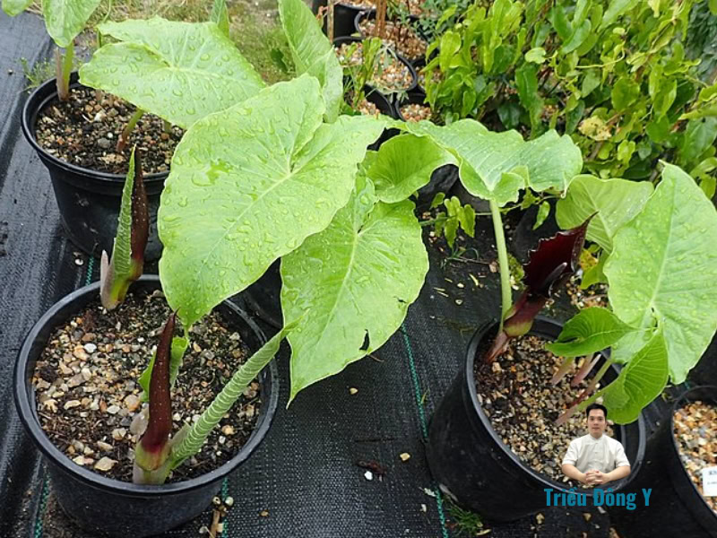 Bạch phụ từ - Hoa Đại Bán Hạ Sauromatum giganteum