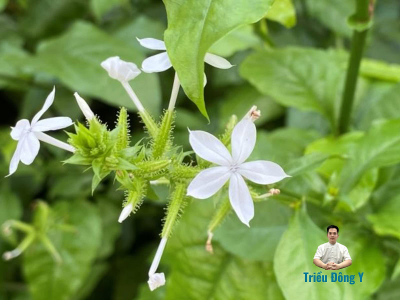 Bạch Hoa Xà Thiệt Thảo