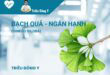 Bạch quả (Ginkgo biloba): Hoạt chất, Công dụng, Liều dùng
