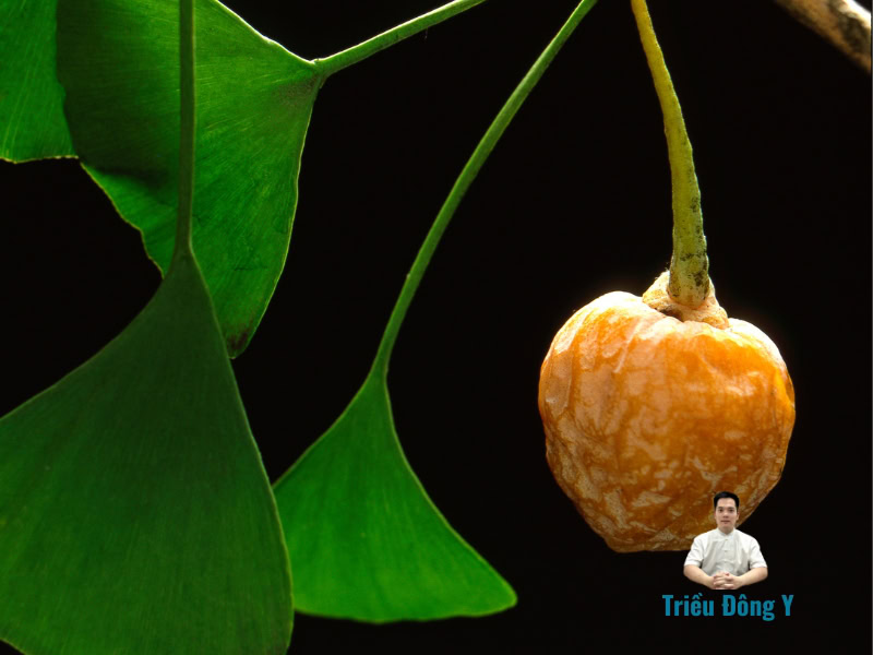 Bạch quả (Ginkgo biloba L) 3 Bạch quả, Bạch quả, Ngân hạnh, Rẻ quạt, Ginkgo biloba L