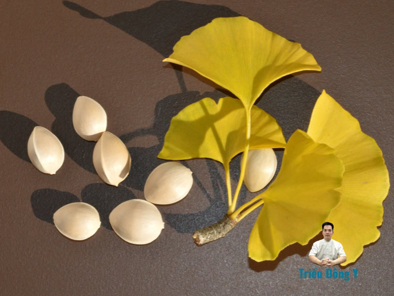 Bạch quả (Ginkgo biloba L) 4 Công dụng bạch quả trong y học cổ truyền và y học hiện đại