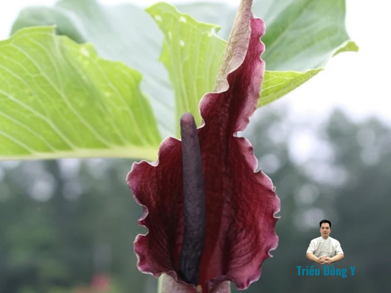 Hoa Đại Bán Hạ Sauromatum giganteum