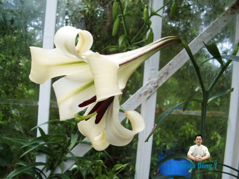Hoa vị thuốc bách hợp (Tỏi rừng, Tỏi trời, Sơn Pha, Sơn Đông)