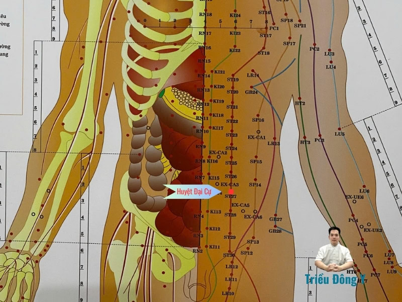 Huyệt Đại Cự 4 Huyệt Đại Cự liên quan đến các bộ phận trong cơ thể