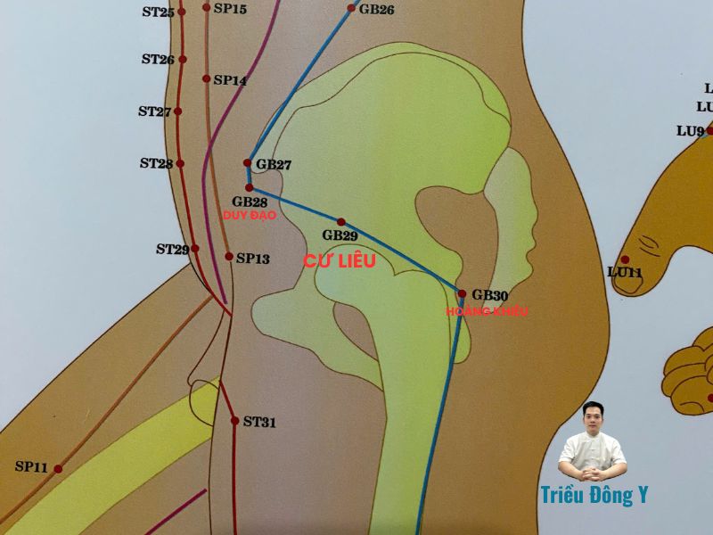 Huyệt Cư Liêu 6 Vị trí Huyệt Cư Liêu theo giải phẩu