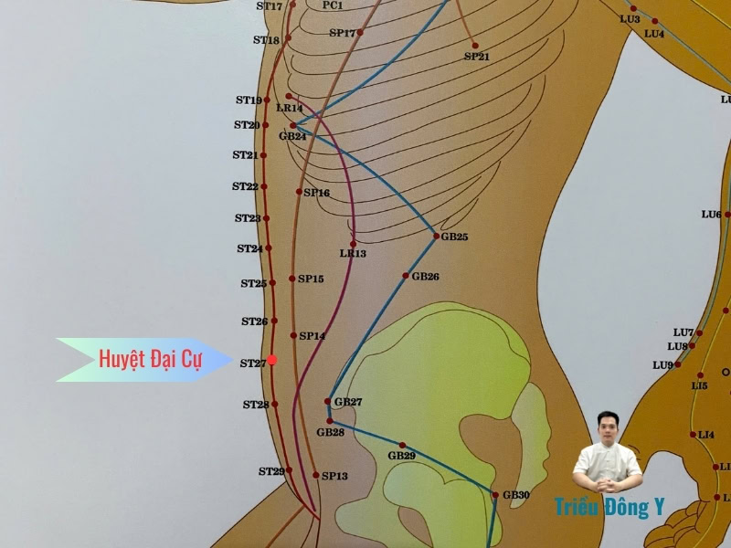 Huyệt Đại Cự 3 Vị Trí Huyệt Đại Cự
