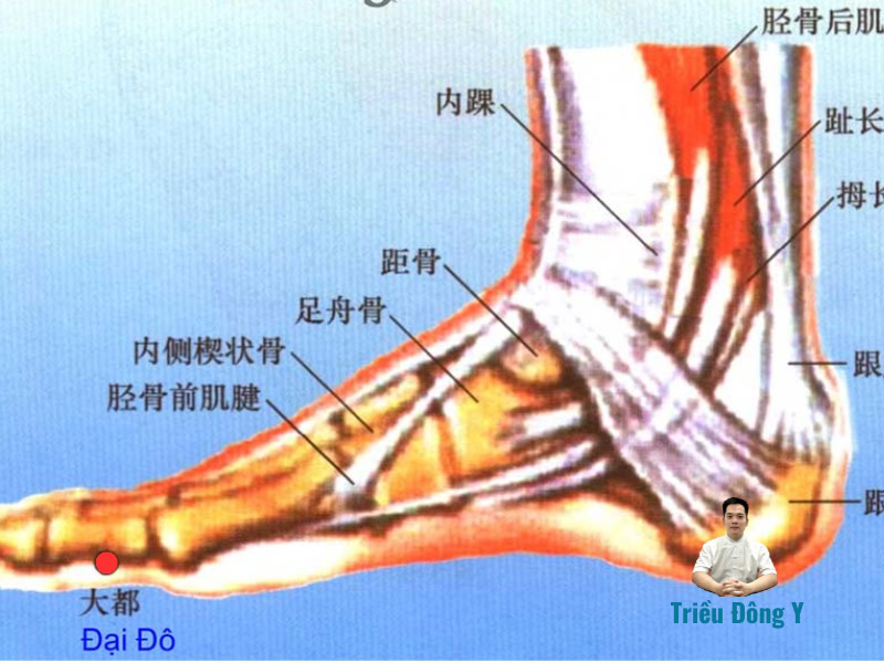 Vị trí chính xác của huyệt Đại Đô