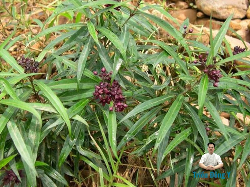 Bạch Tiền Lá Liễu (Cynanchum stauntonii): Hoạt chất, Công dụng, Liều dùng