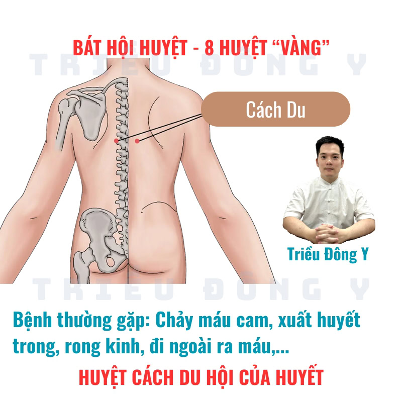 Bát Hội Huyệt 22 Cách Du (BL17) – Huyệt Hội của Huyết
