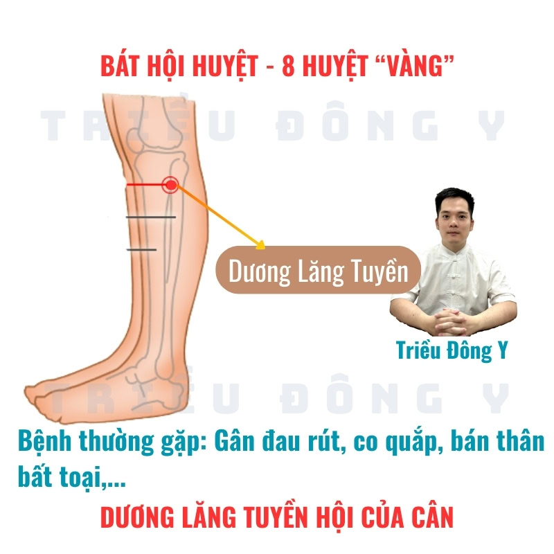Bát Hội Huyệt 17 Dương Lăng Tuyền (GB34) – Huyệt Hội của Cân
