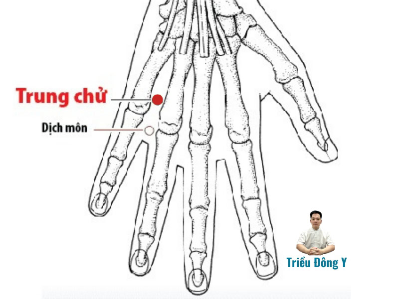 Huyệt Trung Chữ 2 Huyệt Trung Chữ (SJ3 - Hạ Đô): Khai Thông Kinh Khí, Chuyên Trị Các Chứng Đau và Rối Loạn Thiếu Dương