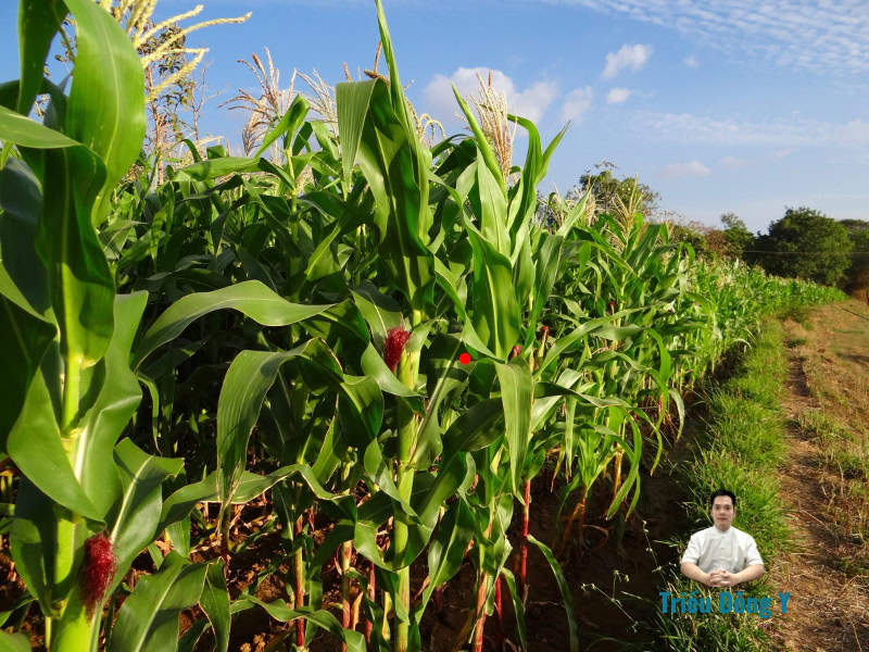 Bắp (Ngô - Zea mays L.): Từ Siêu Lương Thực Toàn Cầu Đến Dược Liệu Quý Giá Được Khoa Học Chứng Minh