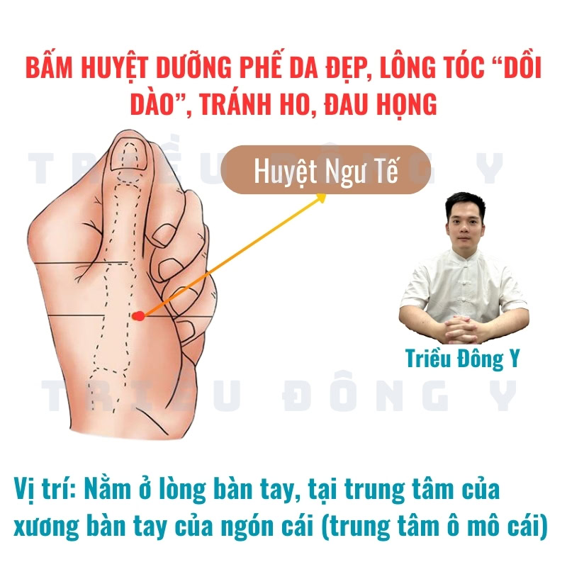 Huyệt Ngư Tế 6 Huyệt Ngư Tế - Bộ Huyệt Dưỡng Phế
