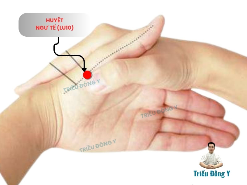 Huyệt Ngư Tế 3 Vị Trí Huyệt Ngư Tế (LU10)
