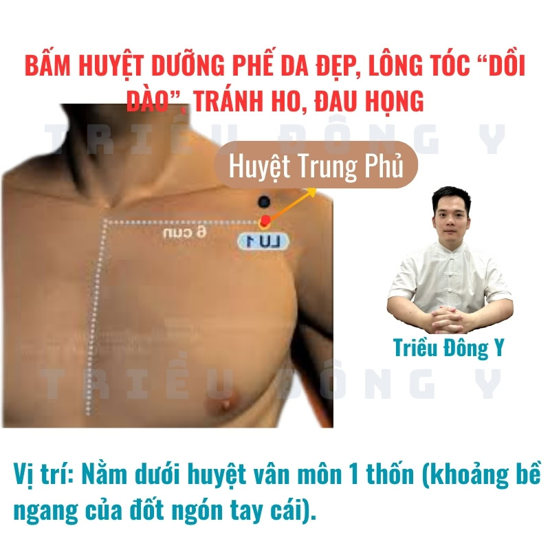 Huyệt Trung Phủ - Bộ Huyệt Dưỡng Phế