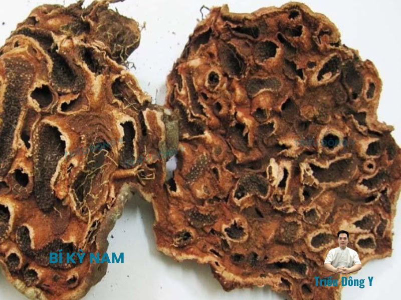 Bí Kỳ Nam 4 Vị thuốc Bí Kỳ Nam khô