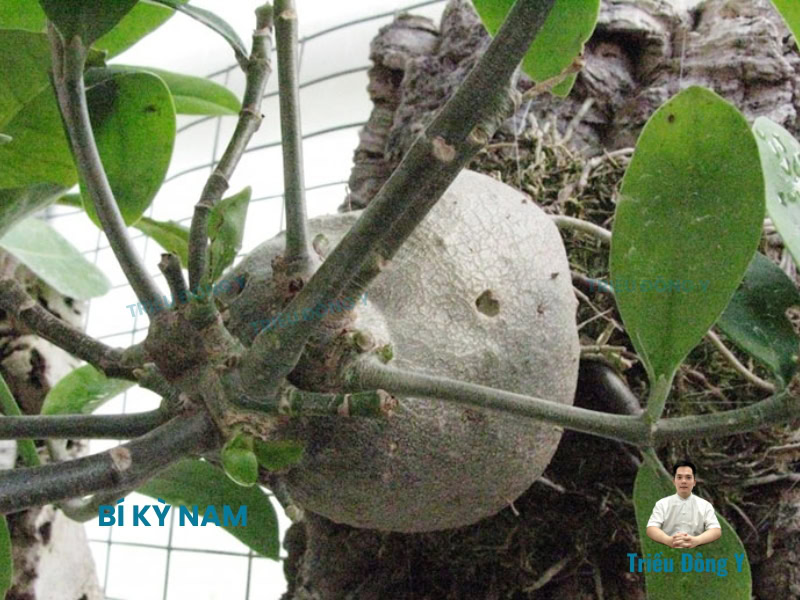 Bí Kỳ Nam 3 Vị Thuốc Bí Kỳ Nam Tươi