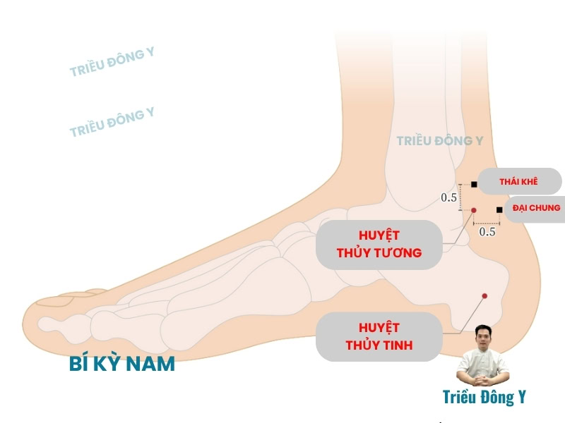 Huyệt Thủy Tương - Thủy Tiên 3 Vị trí huyệt thủy tương, thủy tiên trong Đổng Thị