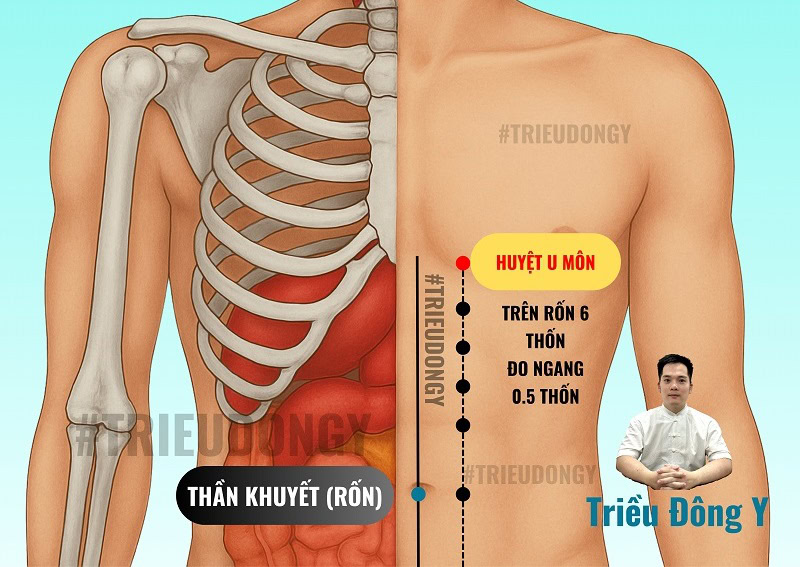Ví Trí Huyệt U Môn