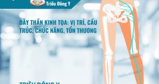 Dây Thần Kinh Tọa: Vị trí, cấu trúc, chức năng, tổn thương