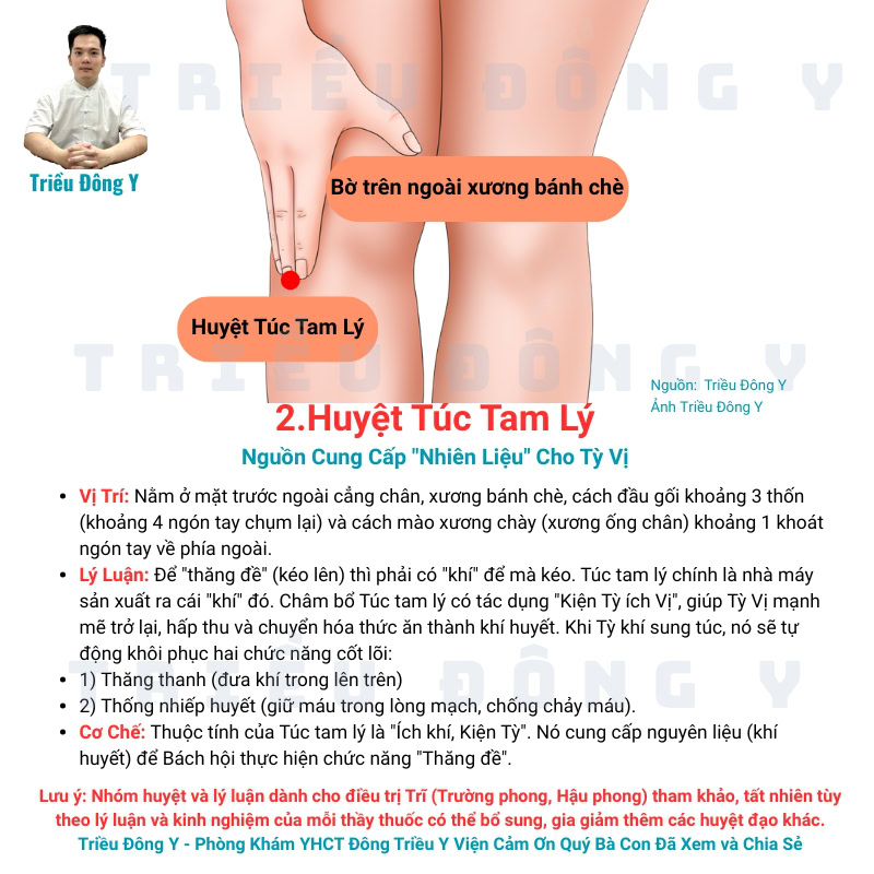Vì Sao điều trị Trĩ (Trường phong, Hậu phong) dùng bộ huyệt: Trường cường, Bách hội, Thừa sơn, Túc tam lý 8 Huyệt Túc Tam Lý Thuộc Bộ Huyệt Điều Trị Trĩ Kinh Điển