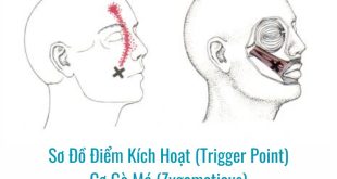 Ảnh sơ đồ Điểm Kích Hoạt (Trigger Point) Cơ Gò Má (Zygomaticus)