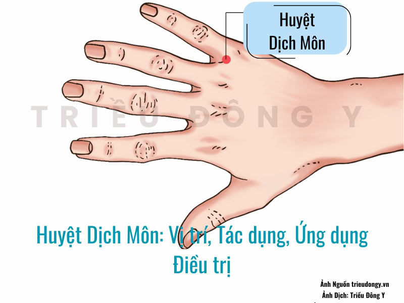 Huyệt Dịch Môn 2 Vị Trí, Tác Dụng, Chủ Trị Của Huyệt Dịch Môn