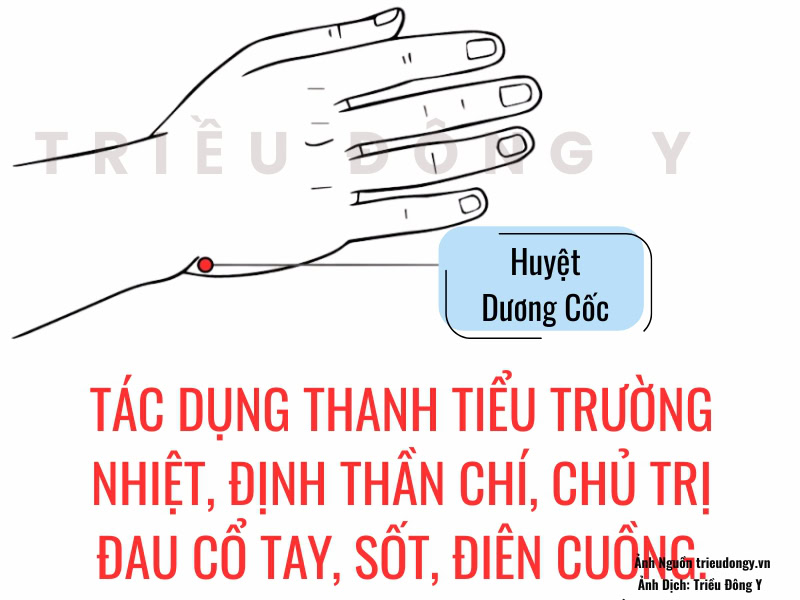 Huyệt Dương Cốc 2 Huyệt Dương Cốc: Tên gọi, vị trí, tác dụng, tính huyệt và chủ trị