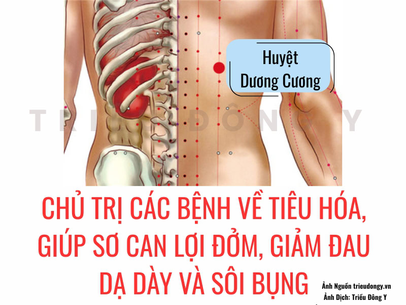 Huyệt Dương Cương 2 Vị trí huyệt Dương Cương (BL48) và tác dụng sơ can, hóa thấp