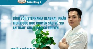 Bình Vôi (Stephania glabra): Phân Tích Dược Học Chuyên Sâu Về "Củ An Thần" Của Y Học Cổ Truyền