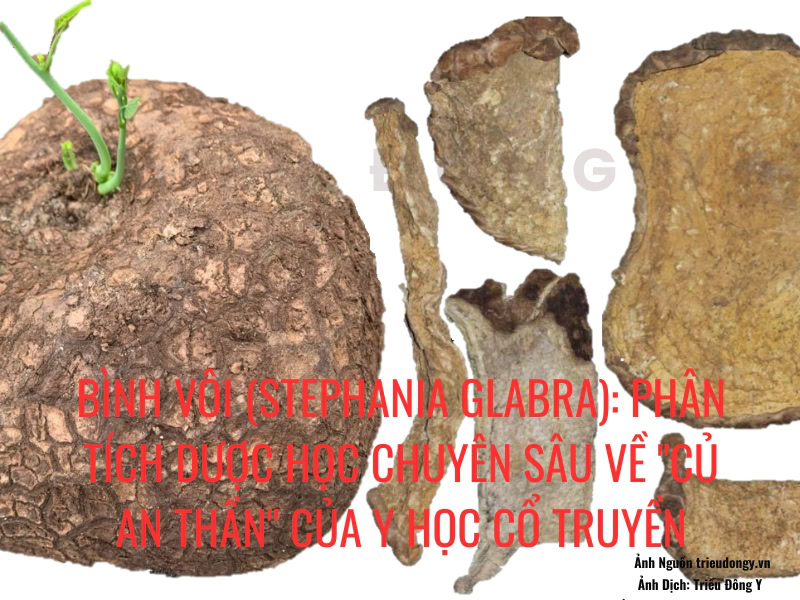 Bình Vôi (Stephania glabra) 5 Bình Vôi (Stephania glabra) Khô