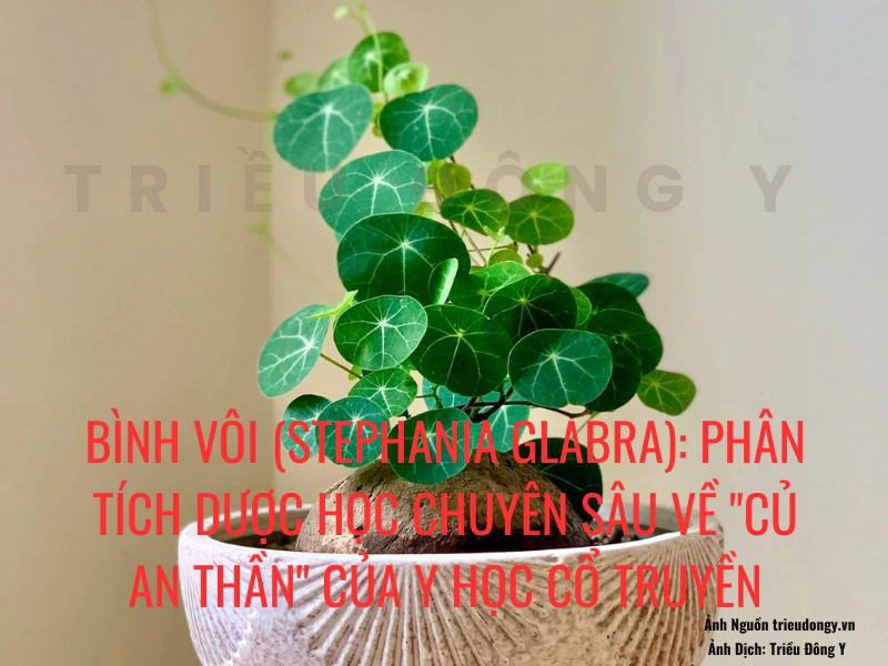 Bình Vôi (Stephania glabra) 4 Cây Củ Bình Vôi (Stephania glabra)