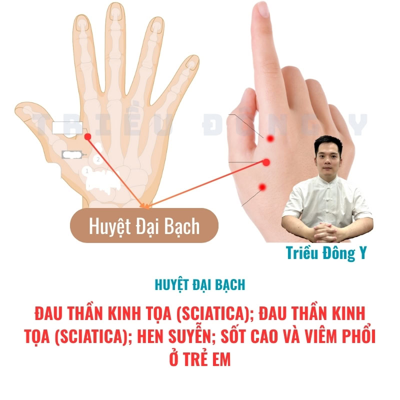 Đại Bạch quy thuộc kinh Dương minh, nổi bật với công năng hành khí và chỉ thống. Huyệt vị tối ưu trị các chứng bệnh vùng đầu mặt và đau vùng thắt lưng