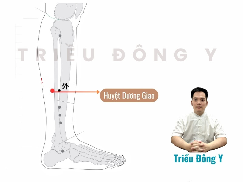 Huyệt Dương Giao 3 Vị trí huyệt Huyệt Dương Giao (阳交穴)
