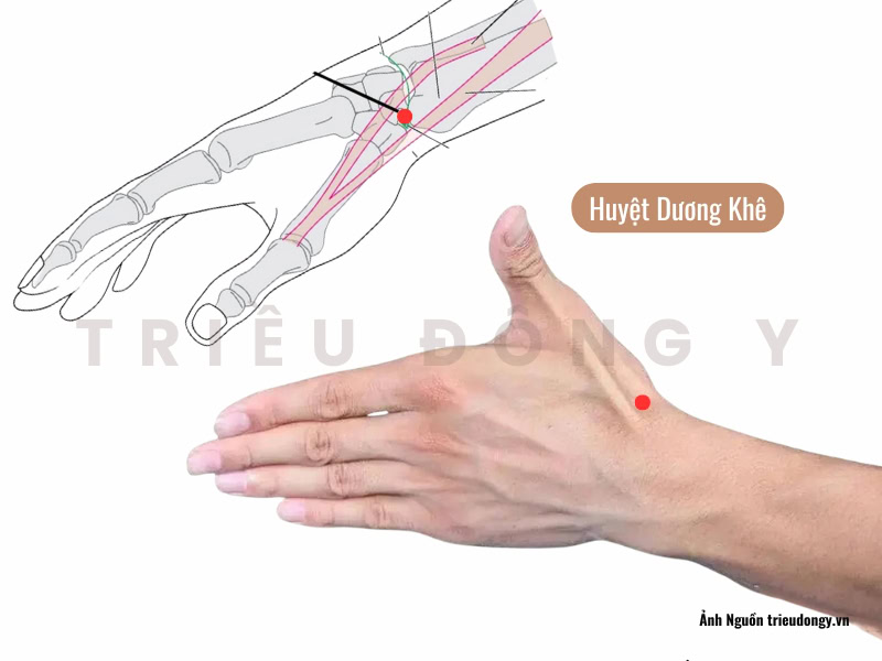 Huyệt Dương Khê 3 Vị trí huyệt Dương Khê nằm ở đâu?