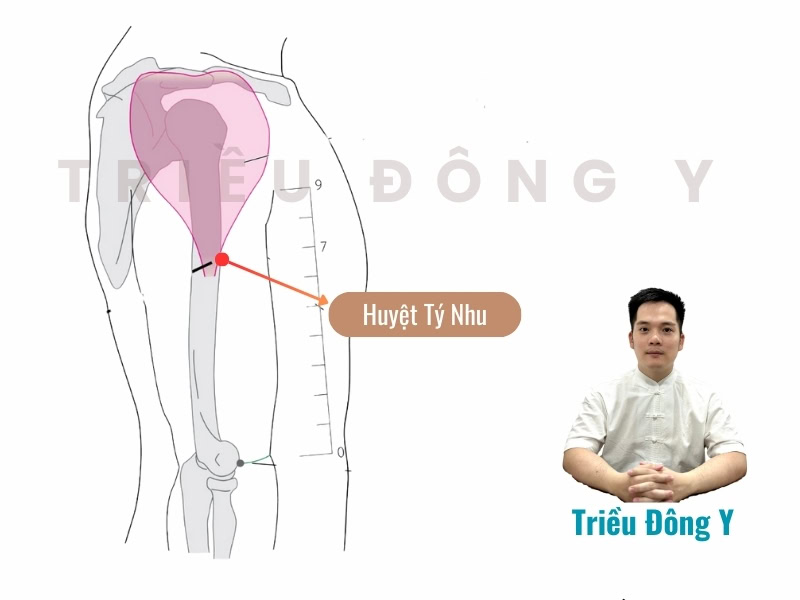 Vị trí chính xác cụ thể của huyệt Tý Nhu nằm ở đâu?