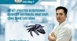 Chi tiết về Fructus Gleditschiae (Bồ kết): Từ cấu trúc Saponin đến khả năng kháng khuẩn. Hướng dẫn liều dùng, phương pháp bào chế và ứng dụng trong lâm sàng.