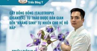 Khám phá cây Bồng Bồng (Calotropis gigantea) với hoạt chất Calotoxin. Ứng dụng điều trị hen suyễn, bệnh ngoài da và cách tính liều dùng chuẩn y khoa.
