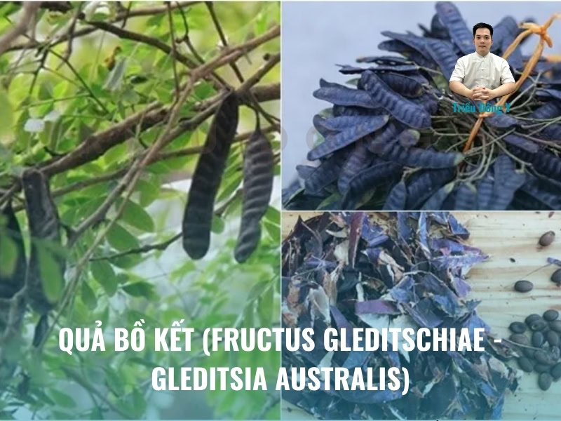 Bồ kết (Fructus Gleditschiae) nổi bật với nhóm Saponin có tác dụng dược lý đa dạng. Khám phá ngay thành phần hóa học, công dụng trị bệnh và độc tính cần lưu ý.