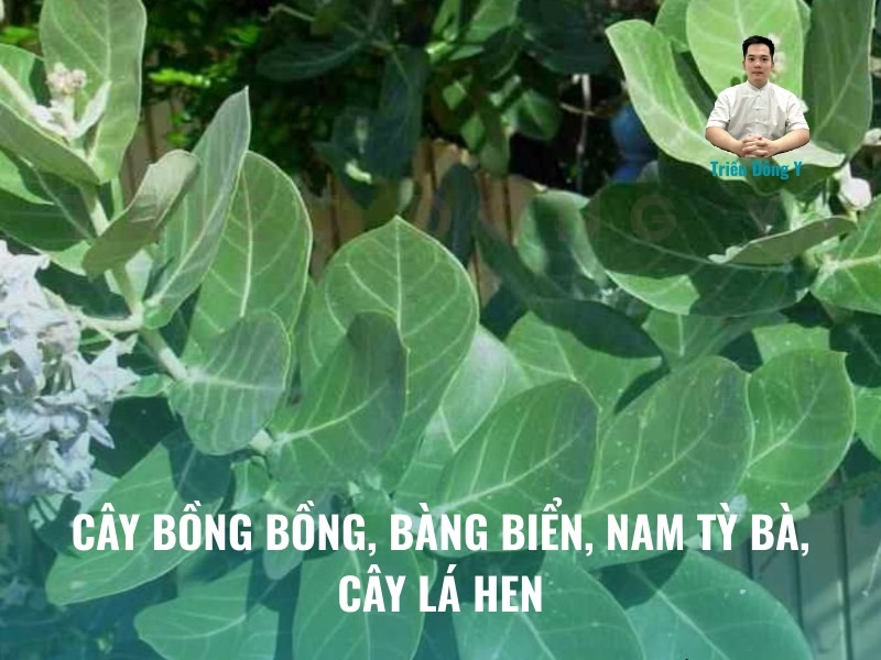 Cây Bồng Bồng (Calotropis gigantea, Bàng biển, Nam tỳ bà, Cây lá hen) 4 Cây lá hen, cây bàn biển còn được biết đến là cây bồng bồng
