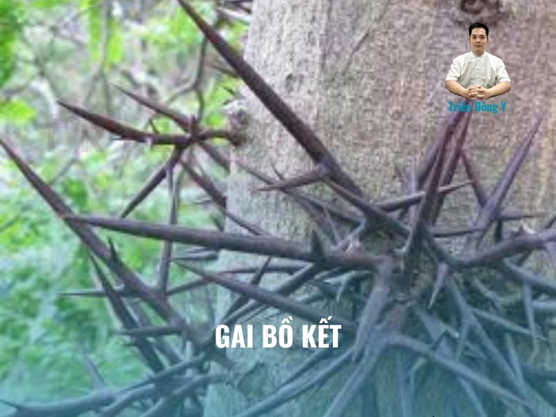 Gai Bồ Kết