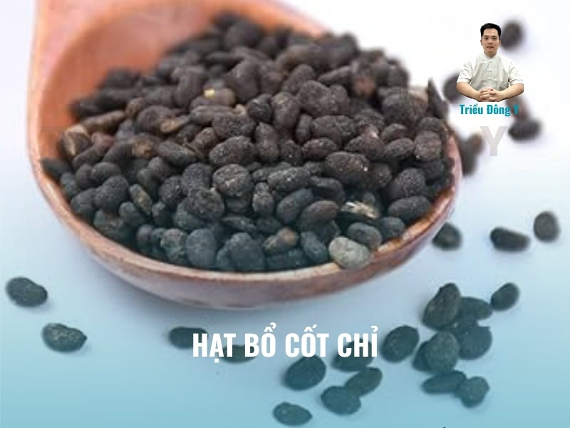 Hạt Bốt Cốt Chi (Phá cố chỉ - Psoralea Corylifolia L.)
