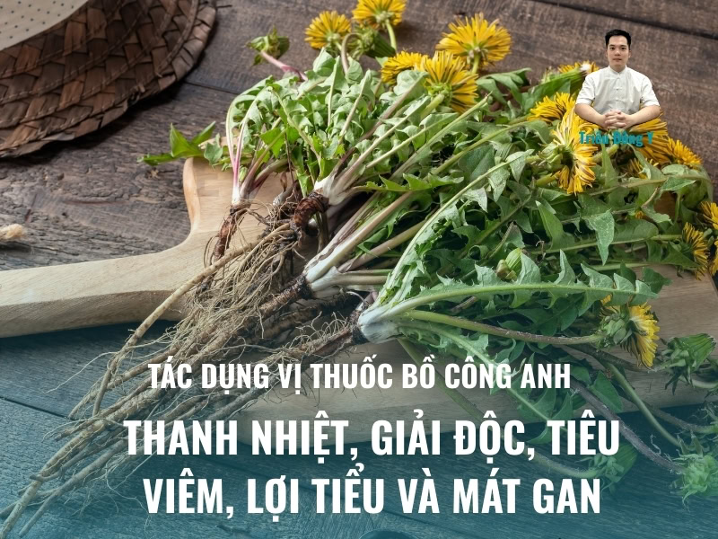 Tác dụng của Bồ Công Anh