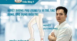 Vị trí huyệt Dương Phụ nằm trên mắt cá ngoài 4 thốn. Đây là Hỏa huyệt giúp thanh hỏa tiết nhiệt, chủ trị đau hạ sườn, lao hạch và liệt chi dưới hiệu quả.