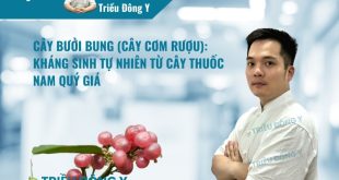 Bài viết tổng hợp về cây bưởi bung (cơm rượu). Hướng dẫn cách dùng vị thuốc trị cảm mạo, thấp khớp và cải thiện tạng tỳ giúp ăn ngon, tiêu hóa tốt